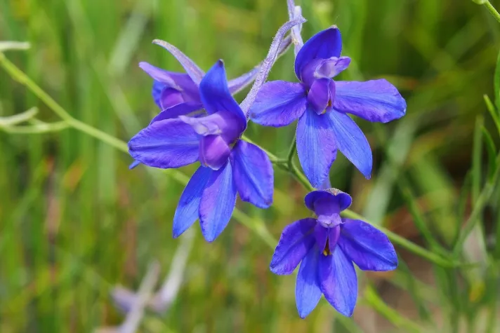 Bild: Blume des Jahres 2026 wird an der TH Bingen erforscht