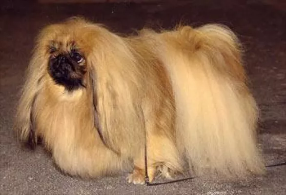 Bild: Grösster Hundeclub der Welt für mehr Gesundheit bei Rassehunden