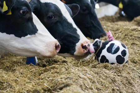 Bild: fodjan startet Futterökonomie-Beratung zur Liquiditätssicherung