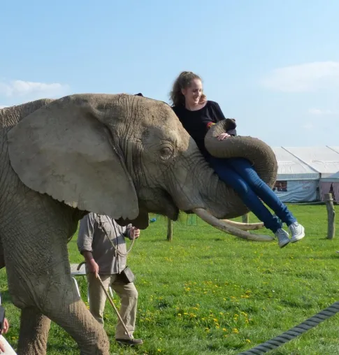 Bild: Familienfreizeit auf dem Elefantenhof, neue Sommerferienkurse und Museumsmeilenfest Bonn