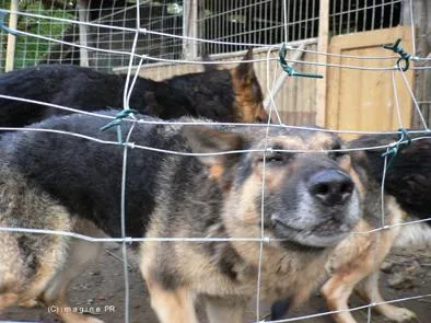 Bild: 21 Schäferhunde aus Tierhölle befreit-Tierhof Straelen nimmt Tiere auf