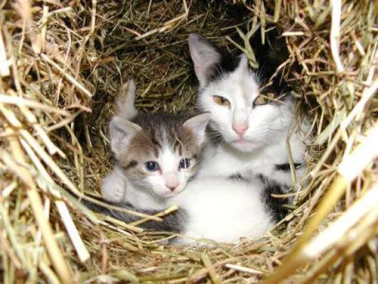 Bild: Bauernhofurlaub in Bayern Familien und Kinder Ferien im Bayerischen Wald