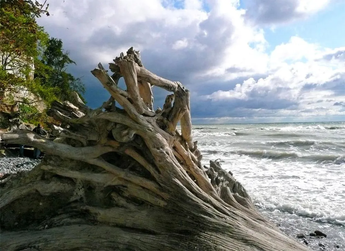 Wild-romantische Stimmung an der Küste von Rügen
