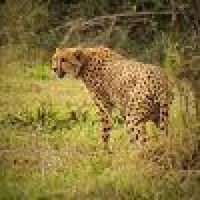 Bild: Seltener Neuankömmling im Privatreservat Thanda Safari: Gepardenweibchen bereichert die Population