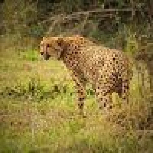 Bild: Seltener Neuankömmling im Privatreservat Thanda Safari: Gepardenweibchen bereichert die Population