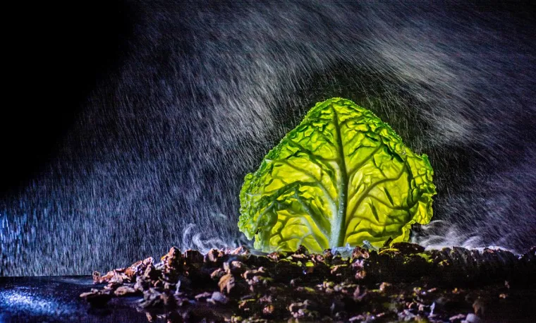 Fotoworkshop „Gemüse im Nebel“ holt Nebel und Regen nach Drinnen Bild: Fotoworkshop „Gemüse im Nebel“ holt Nebel und Regen nach Drinnen