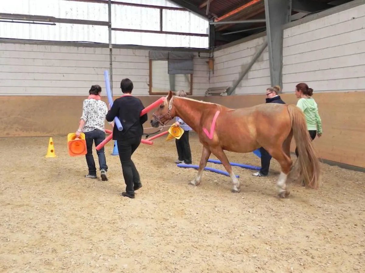 Horse Assisted Teamtraining