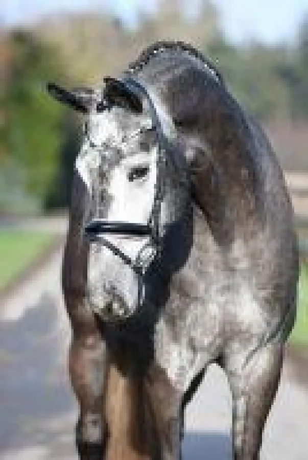 Black or White Bordeaux OLD (Bordeaux x Rohdiamant) (Bildquelle: M. Nilkens)