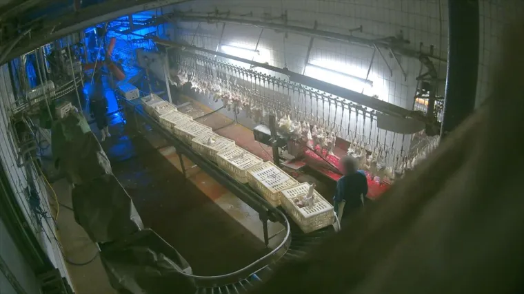 Bild: Gewürgt, geschlagen, Kopf abgerissen: ANINOVA deckt massive Tierquälerei in Luna-Suppenhuhn Schlachthof auf