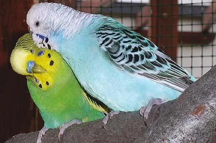 Bild: Heimvögel - Gefahren zur Winter- und Weihnachtszeit