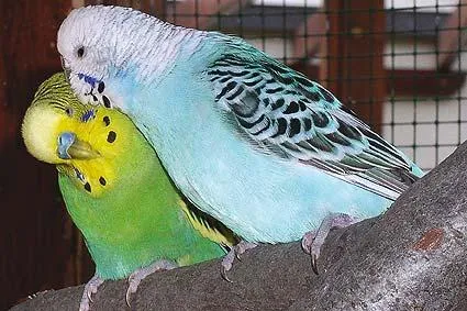 Bild: Heimvögel - Gefahren zur Winter- und Weihnachtszeit