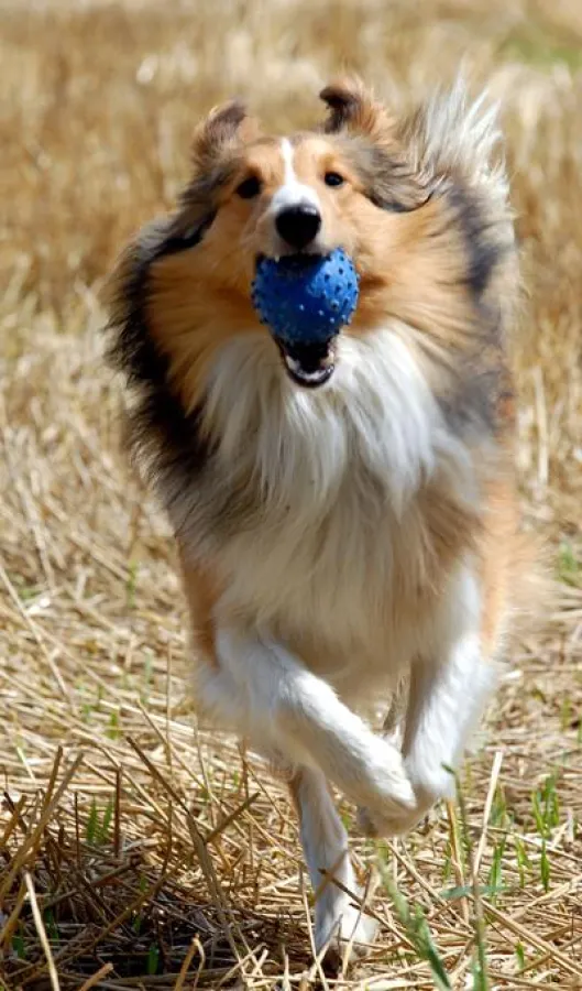 Das müssen Kinder wissen: Nicht alle Hunde geben ihre Spielbeute gerne her.
