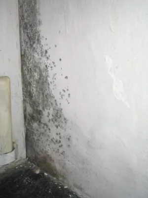 Bild: Info-Stammtisch Bau: Schimmelvermeidung im Altbau