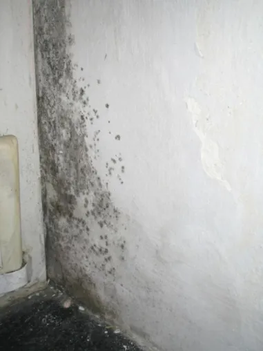 Info-Stammtisch Bau: Schimmelvermeidung im Altbau Bild: Info-Stammtisch Bau: Schimmelvermeidung im Altbau
