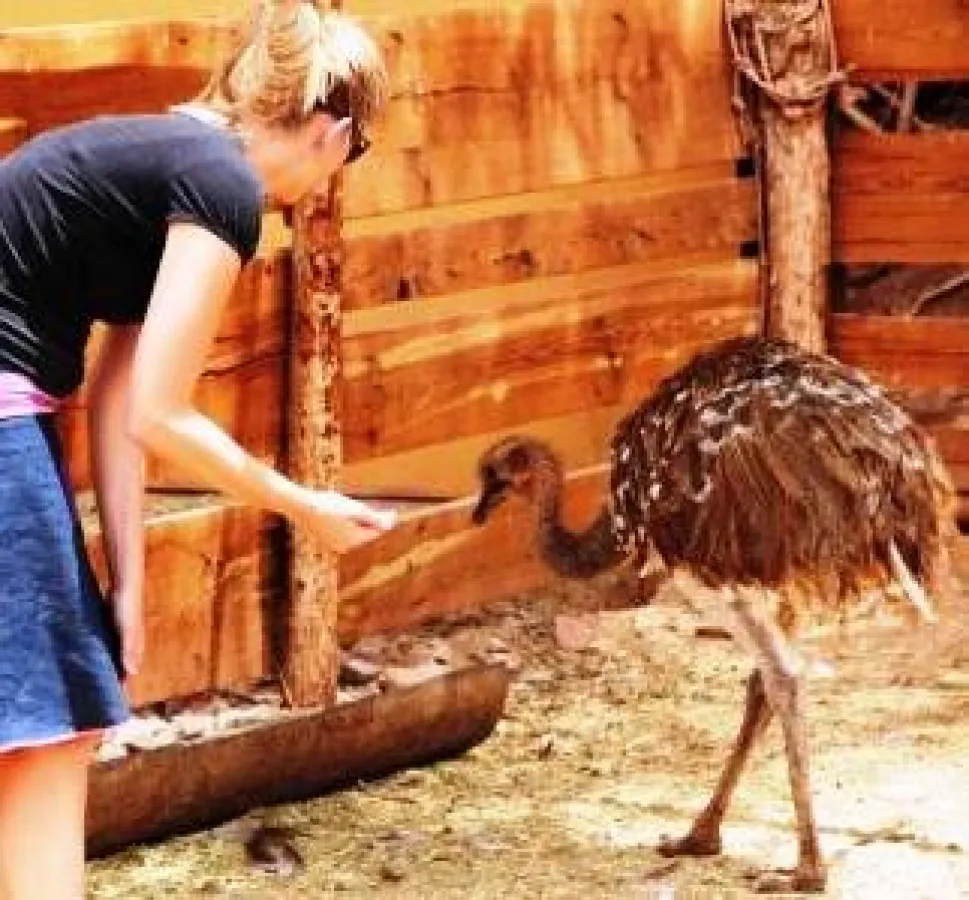 Bwundernd stellt Martina Hirschmeier fest, dass es auch chilenische Strauße gibt.