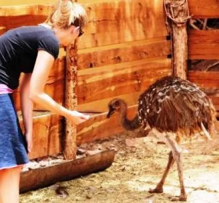 Bild: 46. Tier: Ein Vogel, der nicht fliegen kann