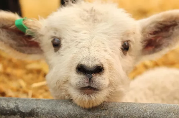 Bild: Online-Petition für den Erhalt des Tierschutz-Verbandsklagerechtes in Nordrhein-Westfalen gestartet
