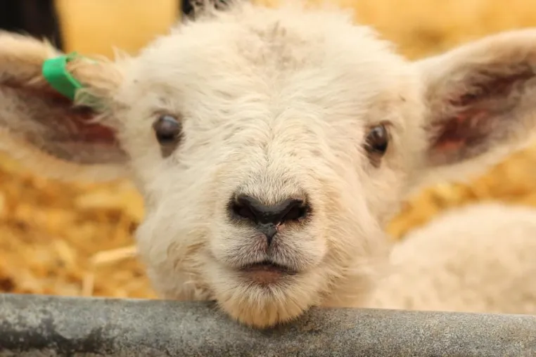 Online-Petition für den Erhalt des Tierschutz-Verbandsklagerechtes in Nordrhein-Westfalen gestartet Bild: Online-Petition für den Erhalt des Tierschutz-Verbandsklagerechtes in Nordrhein-Westfalen gestartet