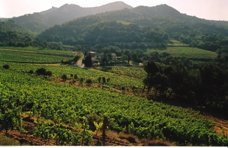 Bild: Refugium ökologischen Weinanbaus in der Provence