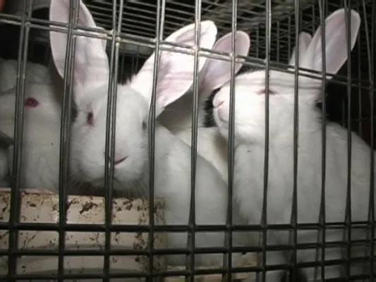Bild: DEUTSCHES TIERSCHUTZBÜRO unterstützt „Allianz gegen tierquälerische Mastkaninchen-Haltung“