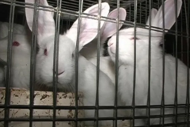 Bild: DEUTSCHES TIERSCHUTZBÜRO unterstützt „Allianz gegen tierquälerische Mastkaninchen-Haltung“