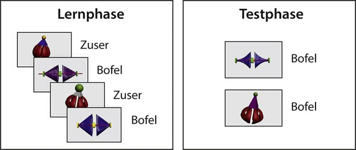 Nach einem Mittagsschlaf gelang es den Babys zuvor Gelerntes anzuwenden: Sie konnten erkennen, ob eine neue Zuser- und Bofel-Version richtig benannt wurde. (MPI CBS)