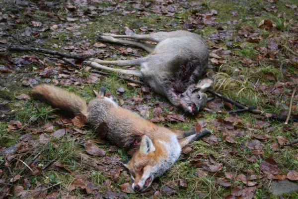 Bild: Jagd: Gefährlich nicht nur für Tiere, sondern auch für Spaziergänger und Autofahrer