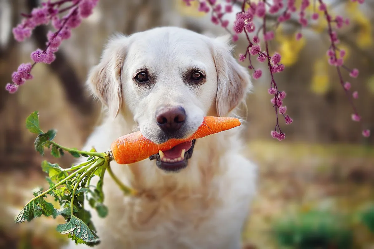 Hilfe, mein Hund ist Veganer!