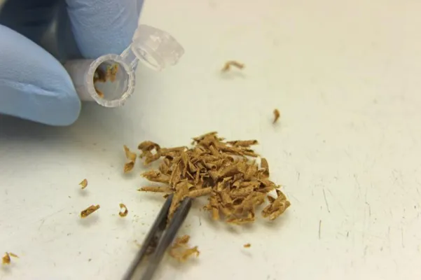 Bild: Illegal geschlagenes Holz in Alltagsprodukten aufspüren