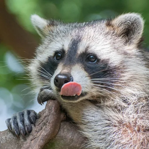Bild: "Tierfotografie" im Tierpark Essehof mit der Fotoschule des Sehens