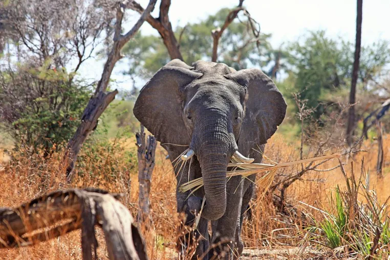12 Geheimnisse des Kgalagadi Transfrontier Parks in Südafrika Bild: 12 Geheimnisse des Kgalagadi Transfrontier Parks in Südafrika