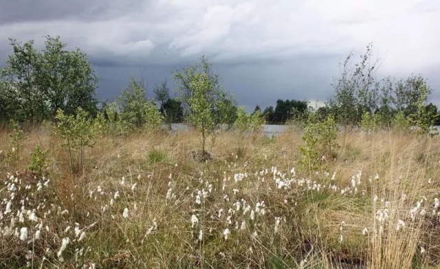 Internationaler Naturpark Moor: alles zum Thema Moor Bild: Internationaler Naturpark Moor: alles zum Thema Moor