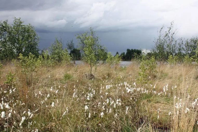 Internationaler Naturpark Moor: alles zum Thema Moor Bild: Internationaler Naturpark Moor: alles zum Thema Moor