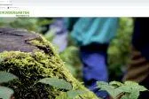 Bild: Neue Website für den Waldkindergarten Traunstein e.V.