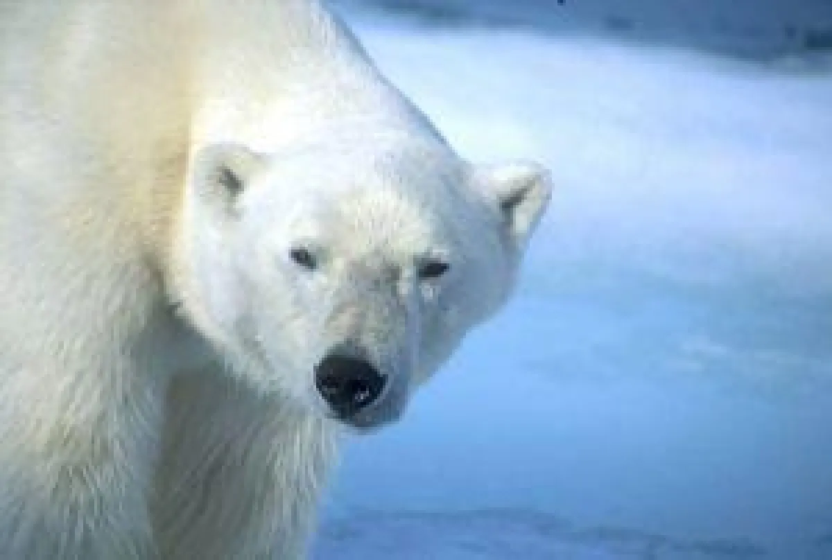 BU: Eisbär, Foto: Wikinger Reisen. Abdruck honorarfrei, bitte nur mit Quellenangabe. Foto senden wir gern in hoher Auflösung zu. Bitte per Mail bei der Pressestelle anfordern.