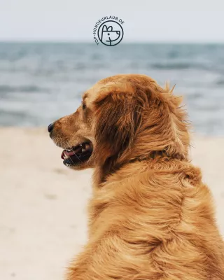 Bild: Kurzurlaub mit Hund am Meer: Über 150 Top-Ferienwohnungen, -häuser und -Hotels in Europa