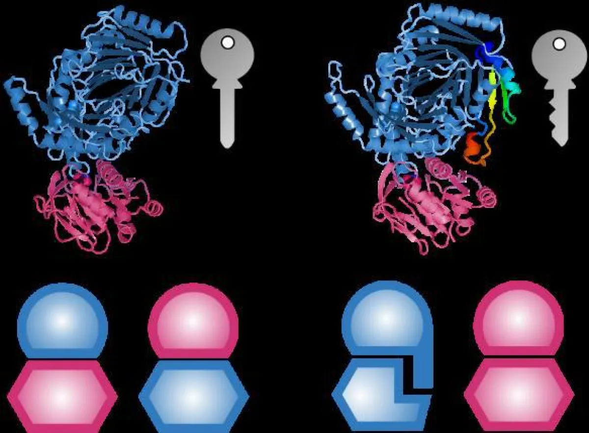 Proteininterfaces (blau & rot) erfüllen viele Aufgaben. Die Ansprüche bedingen deren. Add-ons sind funktionsneutrale Interfaceelemente. Sie sorgen aber für spezifische Interaktionen (rechts). (Grafik:
