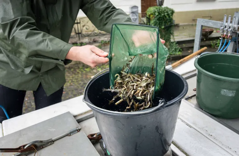 Neuer Leitfaden zur Wiederansiedlung von Atlantischen Lachsen im Rhein Bild: Neuer Leitfaden zur Wiederansiedlung von Atlantischen Lachsen im Rhein