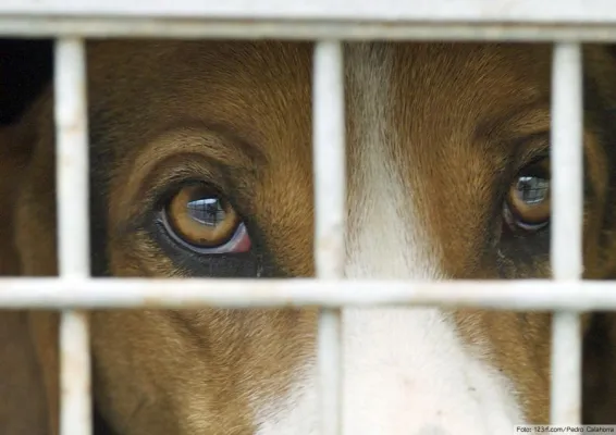 Bild: Kein Nachweis über angeblichen Nutzen von Tierversuchen