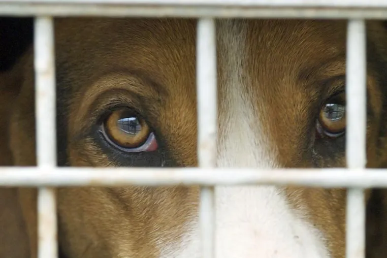 Bild: Kein Nachweis über angeblichen Nutzen von Tierversuchen
