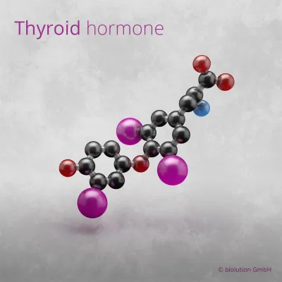 Bild: Wissenschaftler warnen: weit verbreiteter Jodmangel mindert die Intelligenz bei Kindern