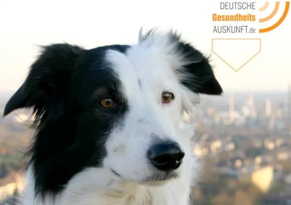 Bild: Kollege Gesundheitshund