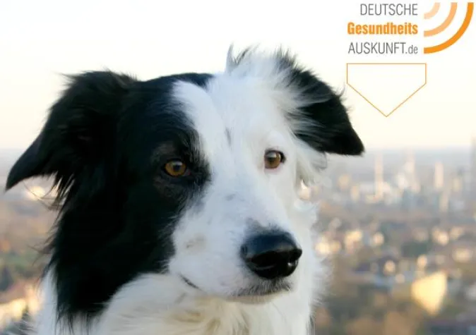 Kollege Gesundheitshund Bild: Kollege Gesundheitshund