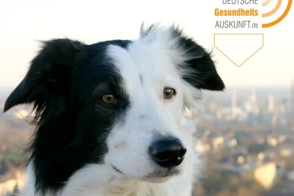 Kollege Gesundheitshund Bild: Kollege Gesundheitshund