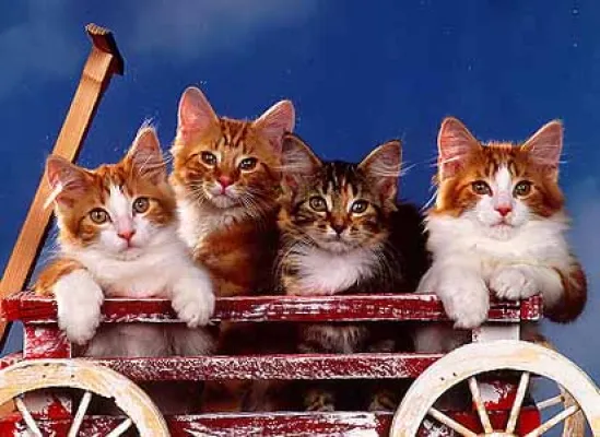 Bild: Online-Umfrage: Bei Verhaltensproblem von Katzen wird nur selten der Fachmann geholt
