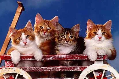 Bild: Online-Umfrage: Bei Verhaltensproblem von Katzen wird nur selten der Fachmann geholt