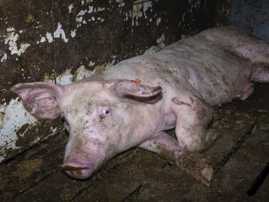 Bild: Nach Aufdeckung von Tierquälerei in Westfleisch Zuliefererbetrieb in Velen: Landwirt muss sich vor Gericht ver