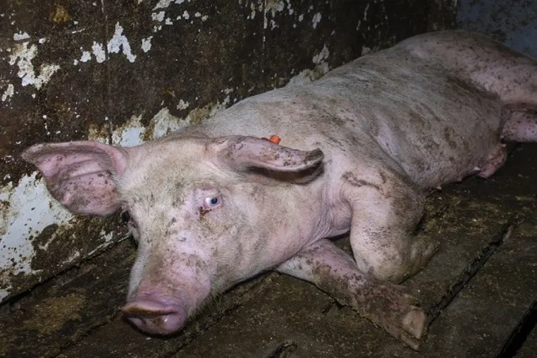 Bild: Nach Aufdeckung von Tierquälerei in Westfleisch Zuliefererbetrieb in Velen: Landwirt muss sich vor Gericht ver