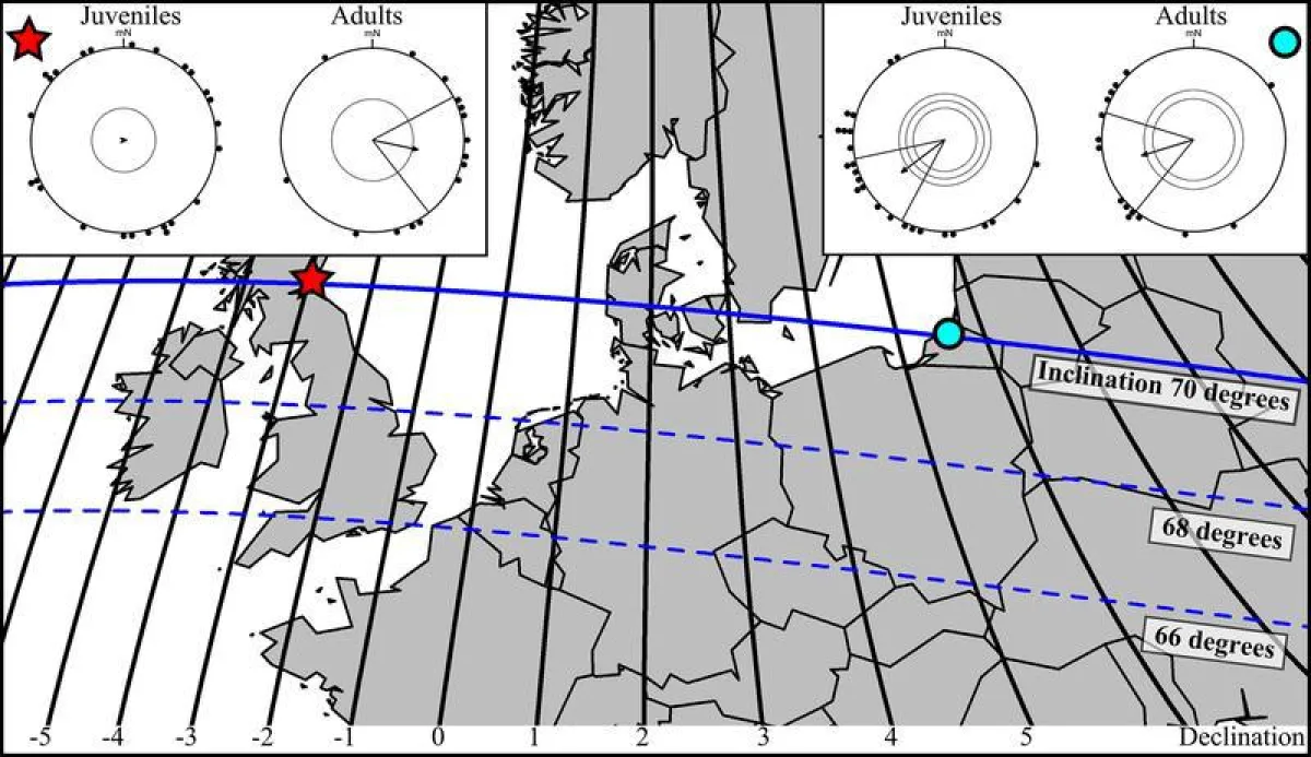 In Nordeuropa eignet sich der sogenannte Deklinationswinkel gut, um die Ost-West-Position zu bestimmen (schwarze Linien). Das Diagramm zeigt die bevorzugte Orientierung der getesten Teichrohrsänger. (