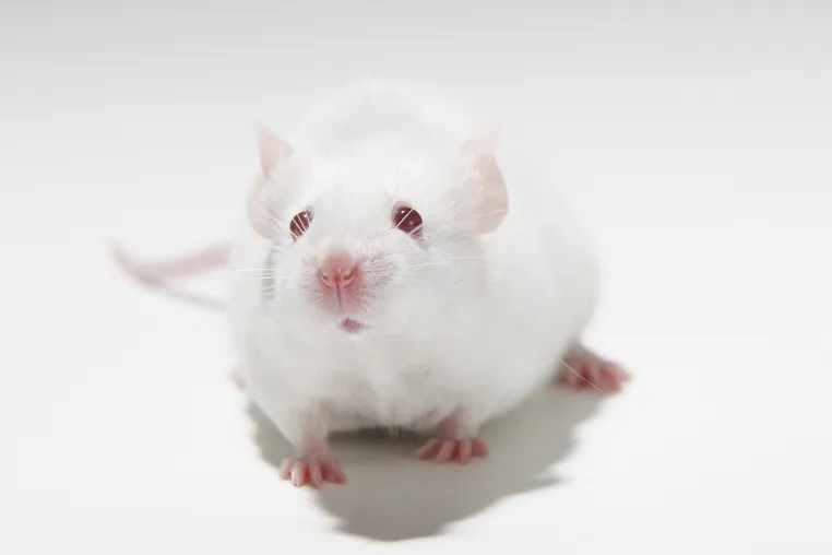 Bild: Über 99 Prozent aller Tierversuche in Deutschland werden genehmigt